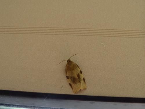 Réf. 198 092 : Choristoneura hebenstreitella